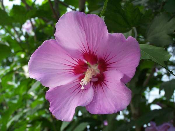 Hibiskus ogrodowy - różowy