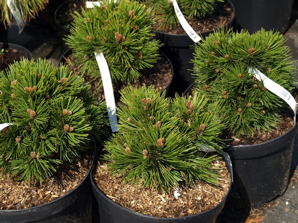 Sosna bośniacka (Pinus leucodermis)