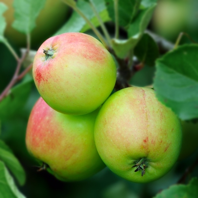 Jabłoń domowa