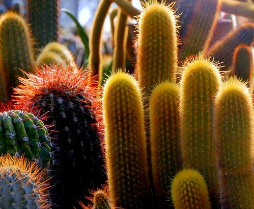 Kaktusy doniczkowe