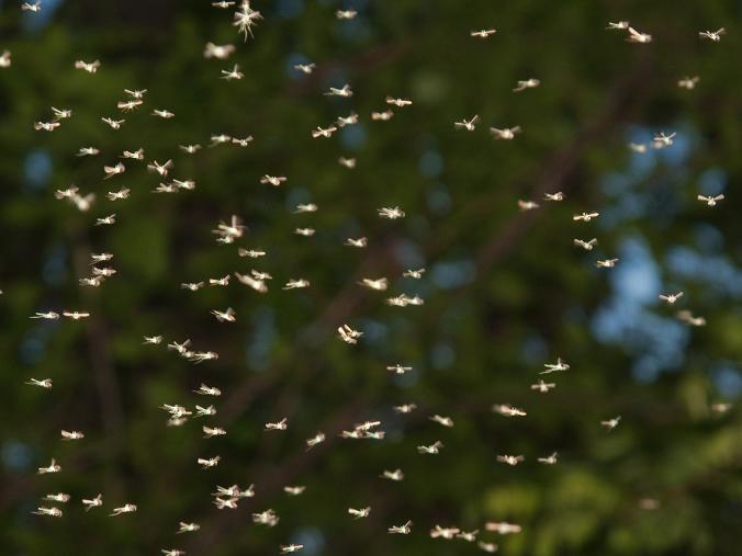 Komary w ogrodzie
