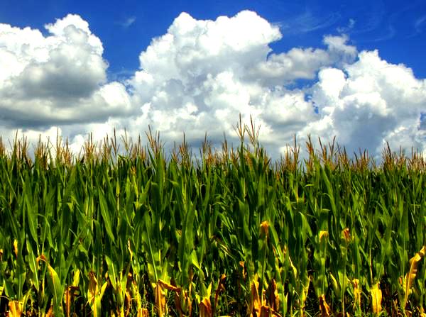 Plantacja kukurydzy