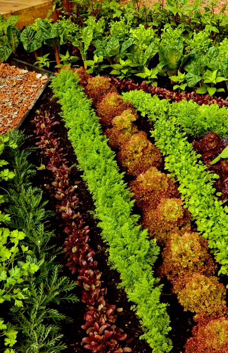Mały ogródek warzywny