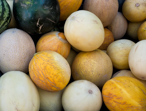 Melon uprawa i odmiany