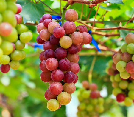 Odmiany winogron i winorośli
