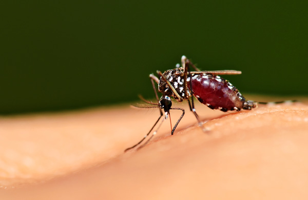 Oprysk na komary – komary w ogrodzie