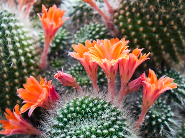 Kwitnące kaktusy doniczkowe