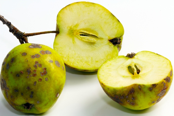 Parch jabłoni – zwalczanie