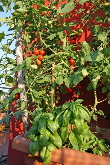 Pomidory na balkonie