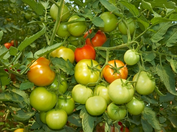 Pomidory ogrodowe
