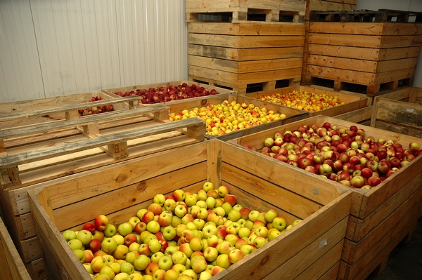 Przechowywanie jabłek