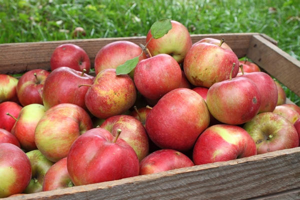 Przechowywanie jabłek