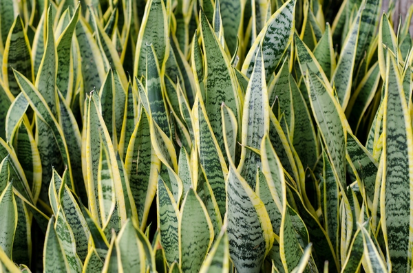 Rośliny doniczkowe cieniolubne – sansewieria