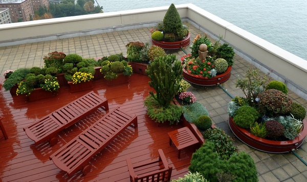 Rośliny iglaste na taras i balkon