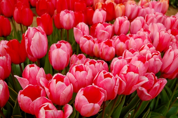 Różowe kwiaty - tulipany