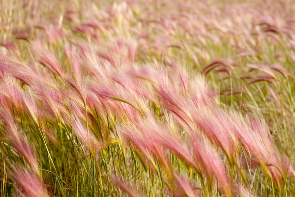 Trawy jednoroczne - jęczmień grzywiasty