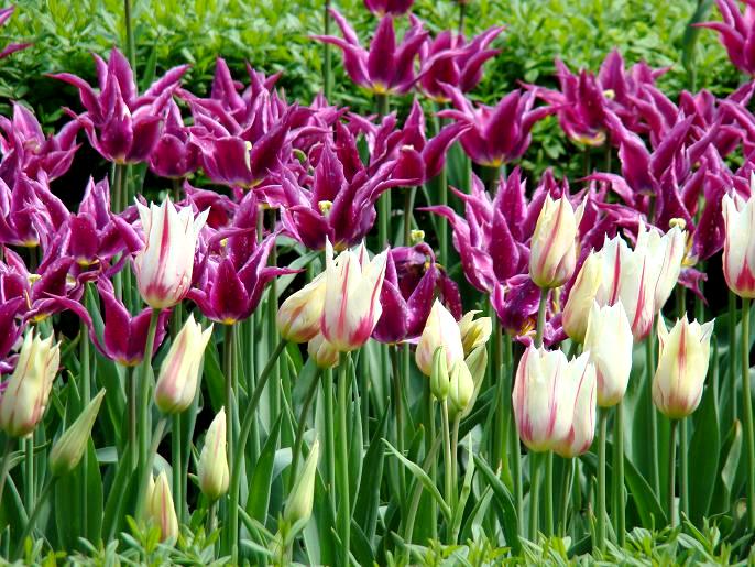 Tulipany ogrodowe