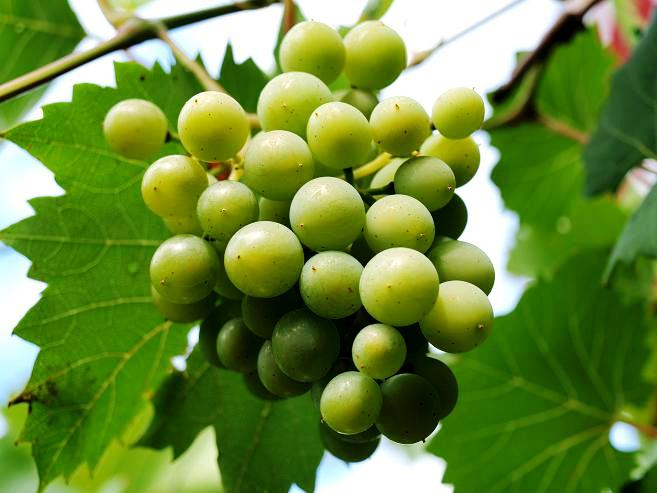 Uprawa winogron
