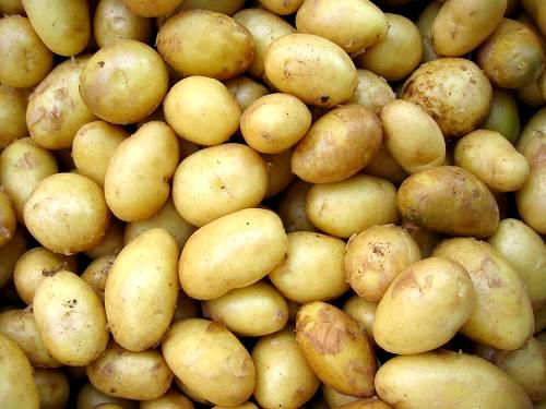 Uprawa ziemniaka