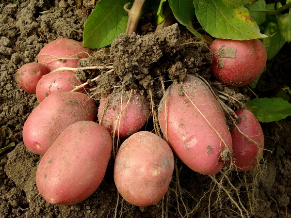 Uprawa ziemniaków