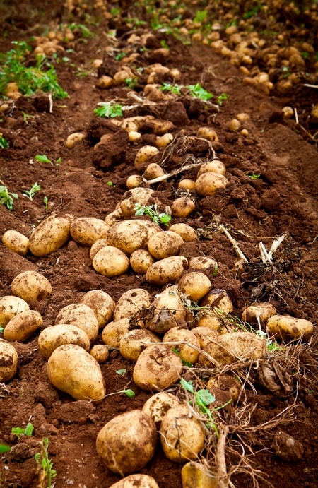 Uprawa ziemniaków