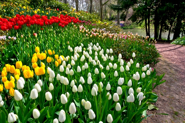 Wiosenne rośliny - tulipany